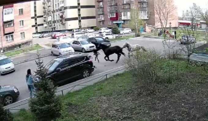 В Новокузнецке кони сбежали с выпаса и сбили семилетнюю девочку во дворе многоэтажки